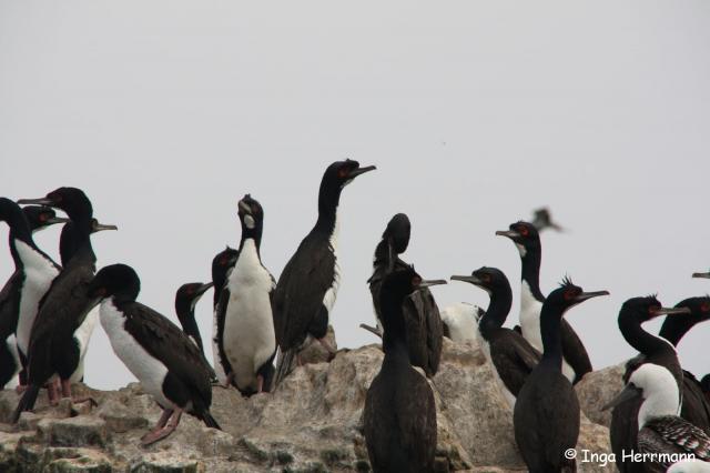 Kormorane, Islas Ballestas, Peru