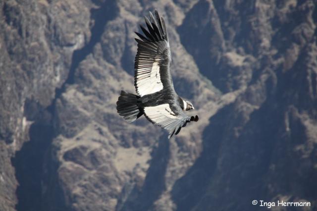 Andenkondor, Cruz del Condor, Peru