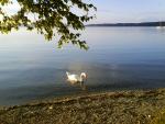 Abendstimmung am Starnberger See