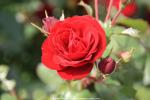 Rose im Botanischen Garten von Christchurch, Neuseeland - Südinsel