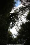 Kauri Wald, Neuseeland - Nordinsel