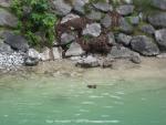 Ente auf dem Achensee