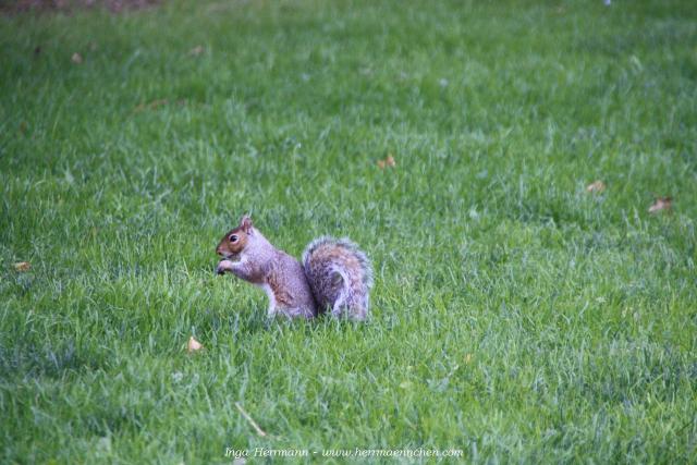 Eichhörnchen im Boston Common, Massachusetts, USA