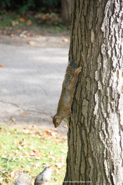 Eichhörnchen im Mont Royal, Montréal, Kanada