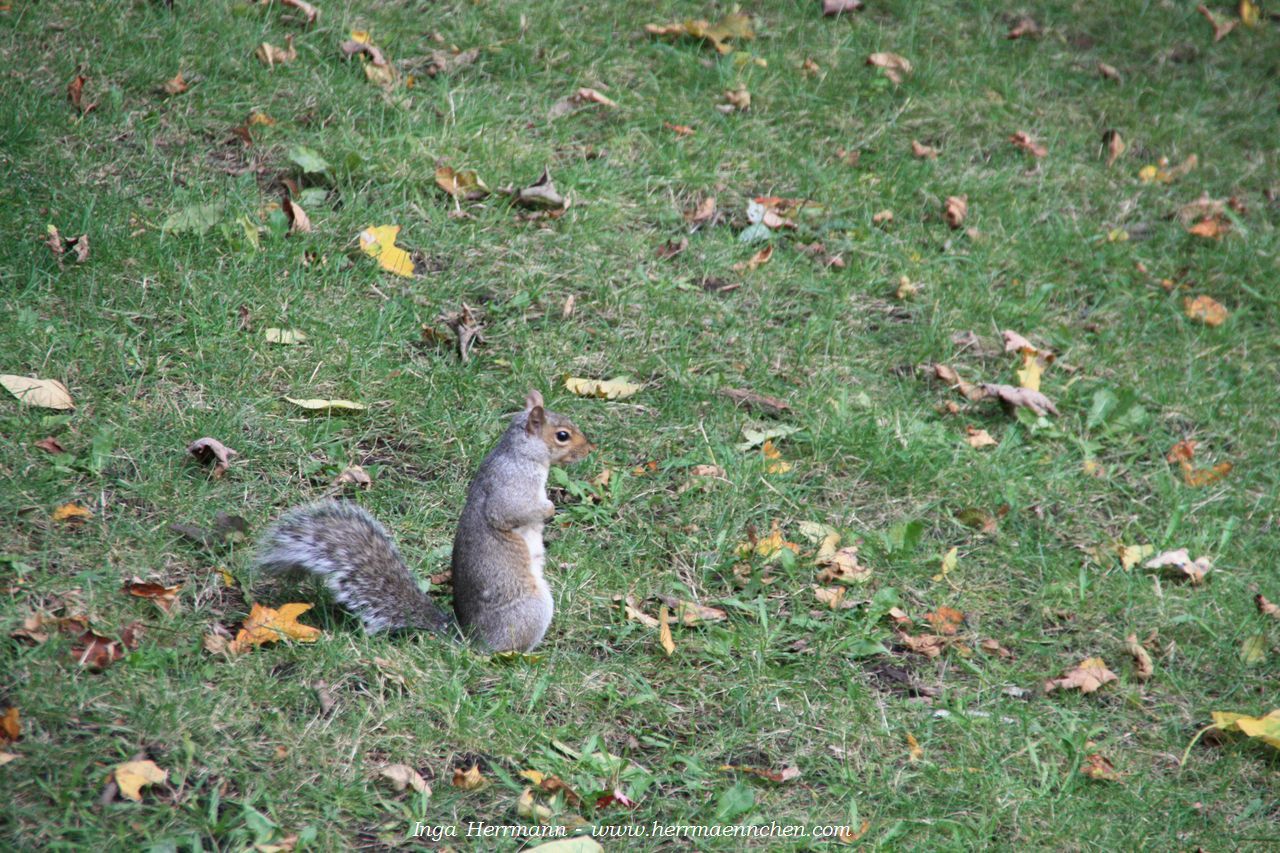 Eichhörnchen in Mont Royal, Montréal, Kanada