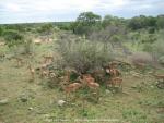Impalas im Krüger National Park, Südafrika