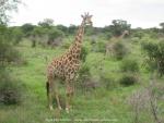 Giraffen im Krüger National Park, Südafrika