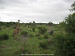 Giraffen im Krüger National Park, Südafrika