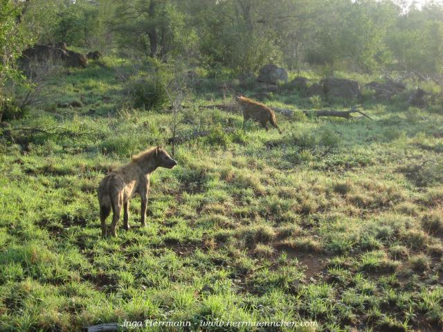 Hyänen im Krüger National Park, Südafrika