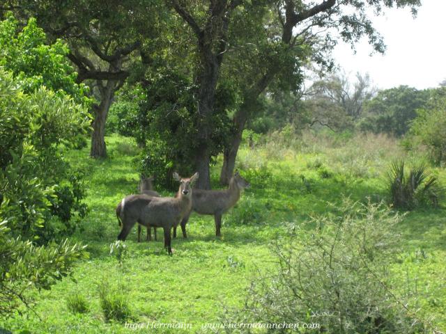 im Krüger National Park, Südafrika