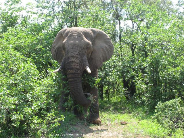 Elefant im Krüger National Park, Südafrika