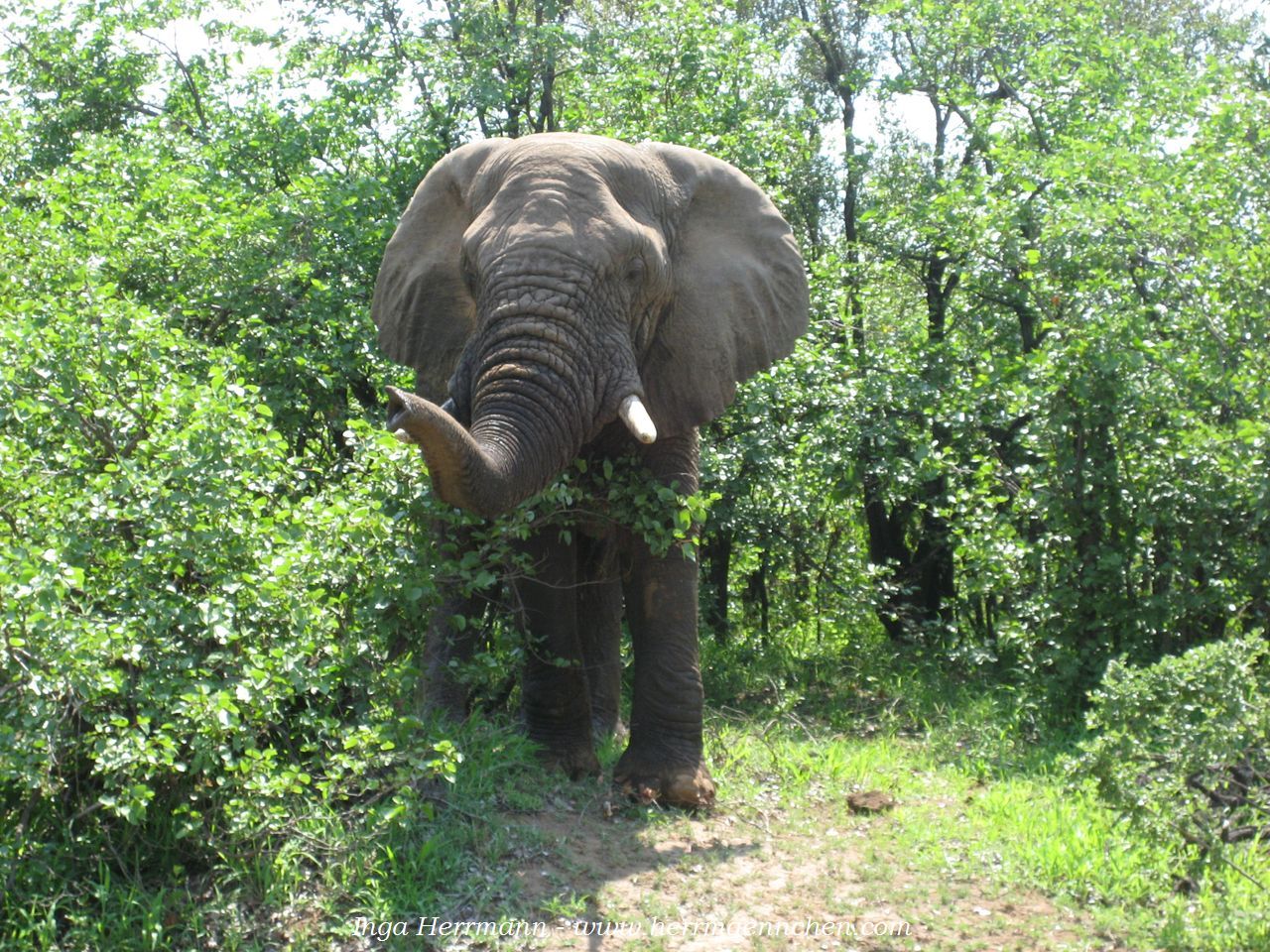 Elefant im Krüger National Park, Südafrika