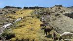 Lamas, Peru