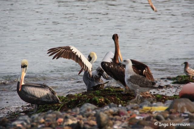 Pelikane, Peru